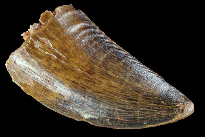 Serrated, Carcharodontosaurus Tooth - Thick Tooth #72850